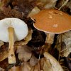Cystodermella terrei, Zinnoberroter Körnchenschirmling